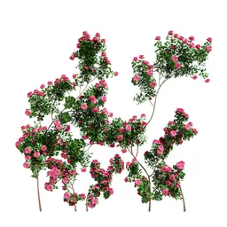 Climbing Roses Wall Grow Pink