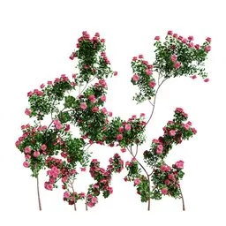 Climbing Roses Wall Grow Pink
