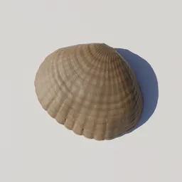 Seashell Common Cockle - brown