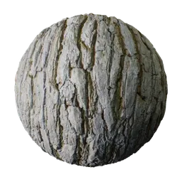 Ulmus glabra, the wych elm or Scots elm
