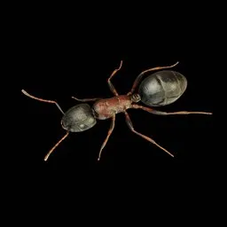 Wild Ant