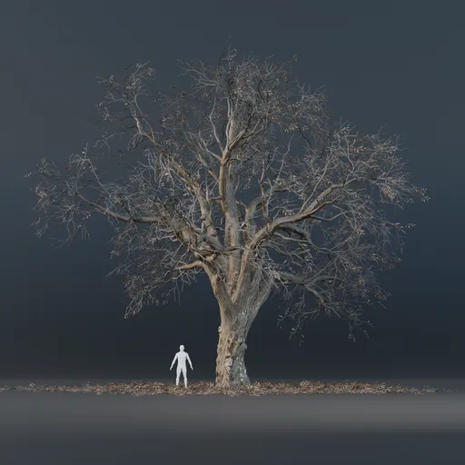 Oak Tree - Fully Grown (Winter)