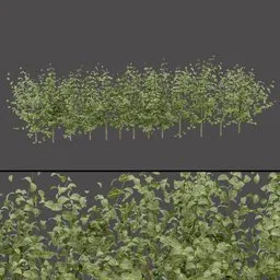 Green Row Shrubs
