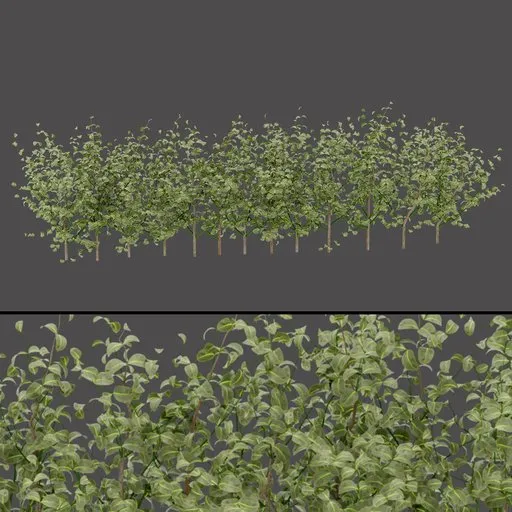Green Row Shrubs