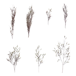 Eragrostis cilianensis Inflorescence