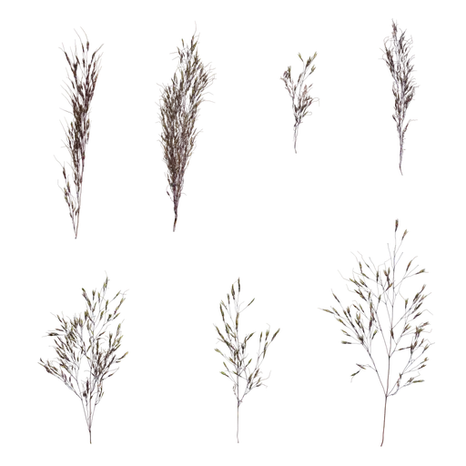 Eragrostis cilianensis Inflorescence