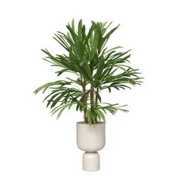 Indoor Plant Rhapis Excelsa Lady