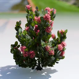 Plant Skimia Japonica