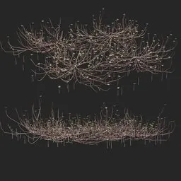 Mangrove tree roots