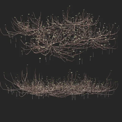 Mangrove tree roots
