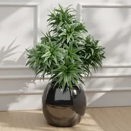 Dracaena Potted Plant
