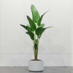 Tropical Banana Palm Plant