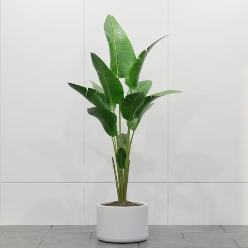 Tropical Banana Palm Plant