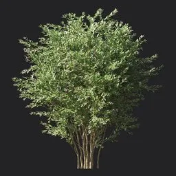 Glossy abelia