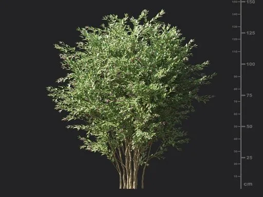 Glossy abelia