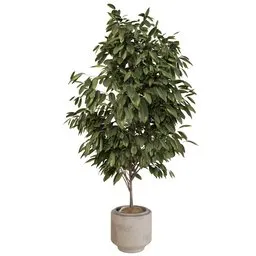 Ficus