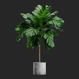Potted plant