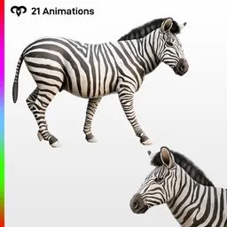 Male Zebra Animated - Rigged