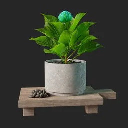 Decorative plant