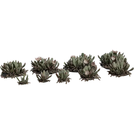 Cheiridopsis Succulent