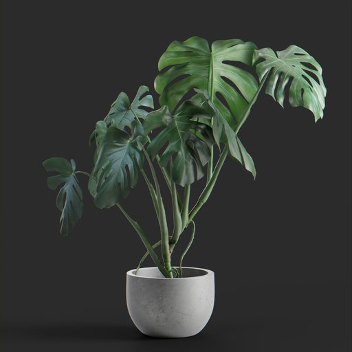 Thumbnail: Monstera