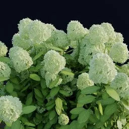 "Hydrangea 3D model in Blender 3D: A vibrant bush of handpainted leaves and blooming flowers, featuring expert shading and intricate geometric nodes. Trending on Unreal Engine 5 and ArtStation, this nature-inspired creation showcases raytracing and recursive fractals. Created by Ben Enwonwu, the model captures the essence of hydrangea and chrysanthemums in stunning detail."