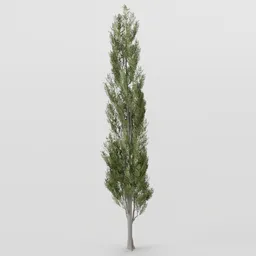 Poplar Tree