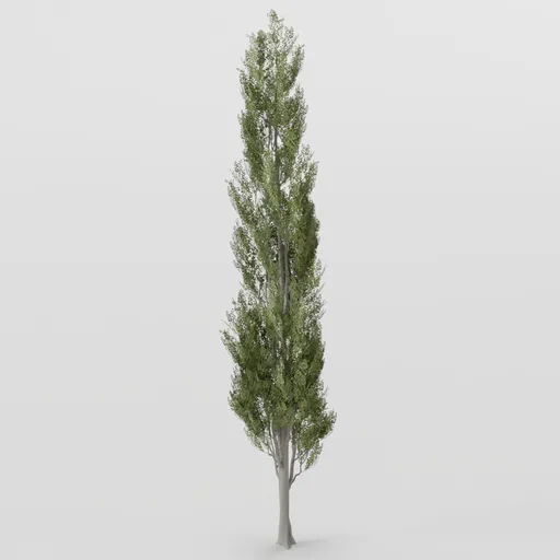 Poplar Tree