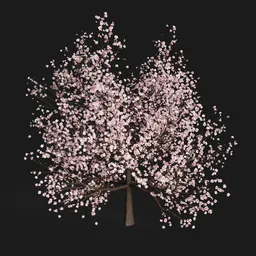 Sakura Tree