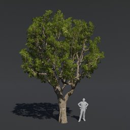 "High-quality Tree Black Board 3D model for Blender 3D with PBR textures and materials. Perfect for cinematic designs and featuring accurate retopology and proportion rules. Includes large and medium design elements, non-euclidian fig leaves, and oak trees for a future metaverse."