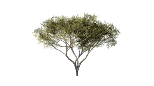 Acacia