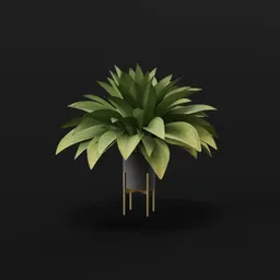 Haran Iron Plant Elder Potted