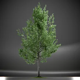 Tree Slender Silhouete Animated