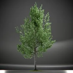 Tree Slender Silhouete Animated