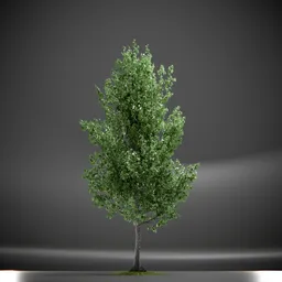 Tree Slender Silhouete Animated