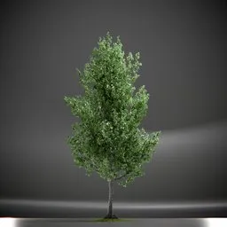 Tree Slender Silhouete Animated