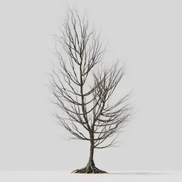 Dry Tree 05