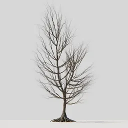 Dry Tree