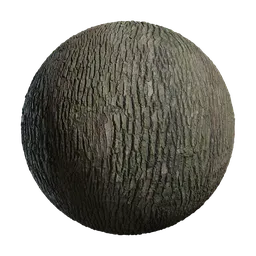 Cinnamomum camphora Bark