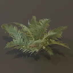 Lady Fern Elder
