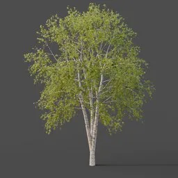 Silver Birch Tree Medium - Summer