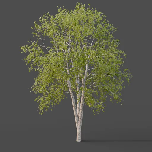 Silver Birch Tree Medium - Summer