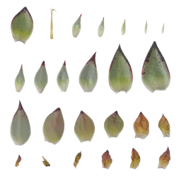 Echeveria agavoides Leaf