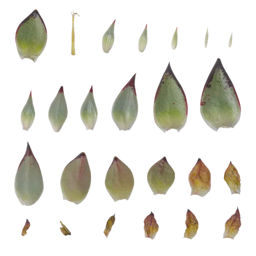 Echeveria agavoides Leaf