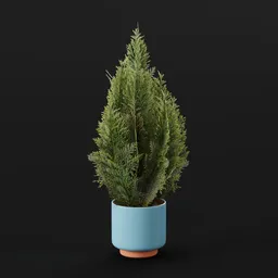 Red Cedar Bush Small Potted