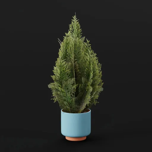 Red Cedar Bush Small Potted