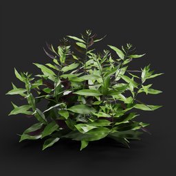 "Chinese Croton Variety - 3D model for Blender 3D: Simple garden plant bush with large basil-like leaves and black resin. Ideal for nature-indoor scenes. Modifiers not applied. Download and enjoy this untextured, color-displaced 3D render."