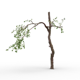 Detailed 3D model of a leafy bare-branched old tree.