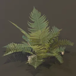 Lady Fern Large
