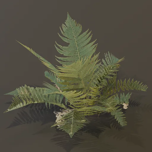 Lady Fern Large